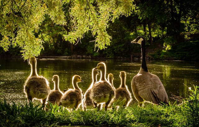 Water als habitat voor dieren