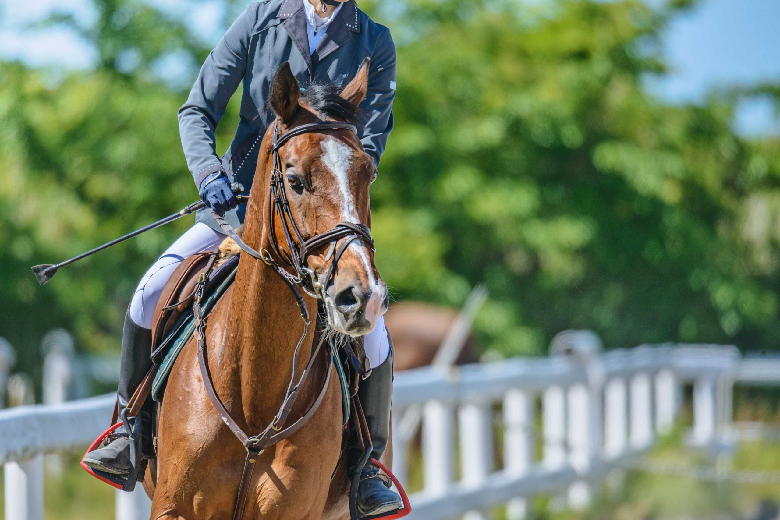 EquiRoyal
